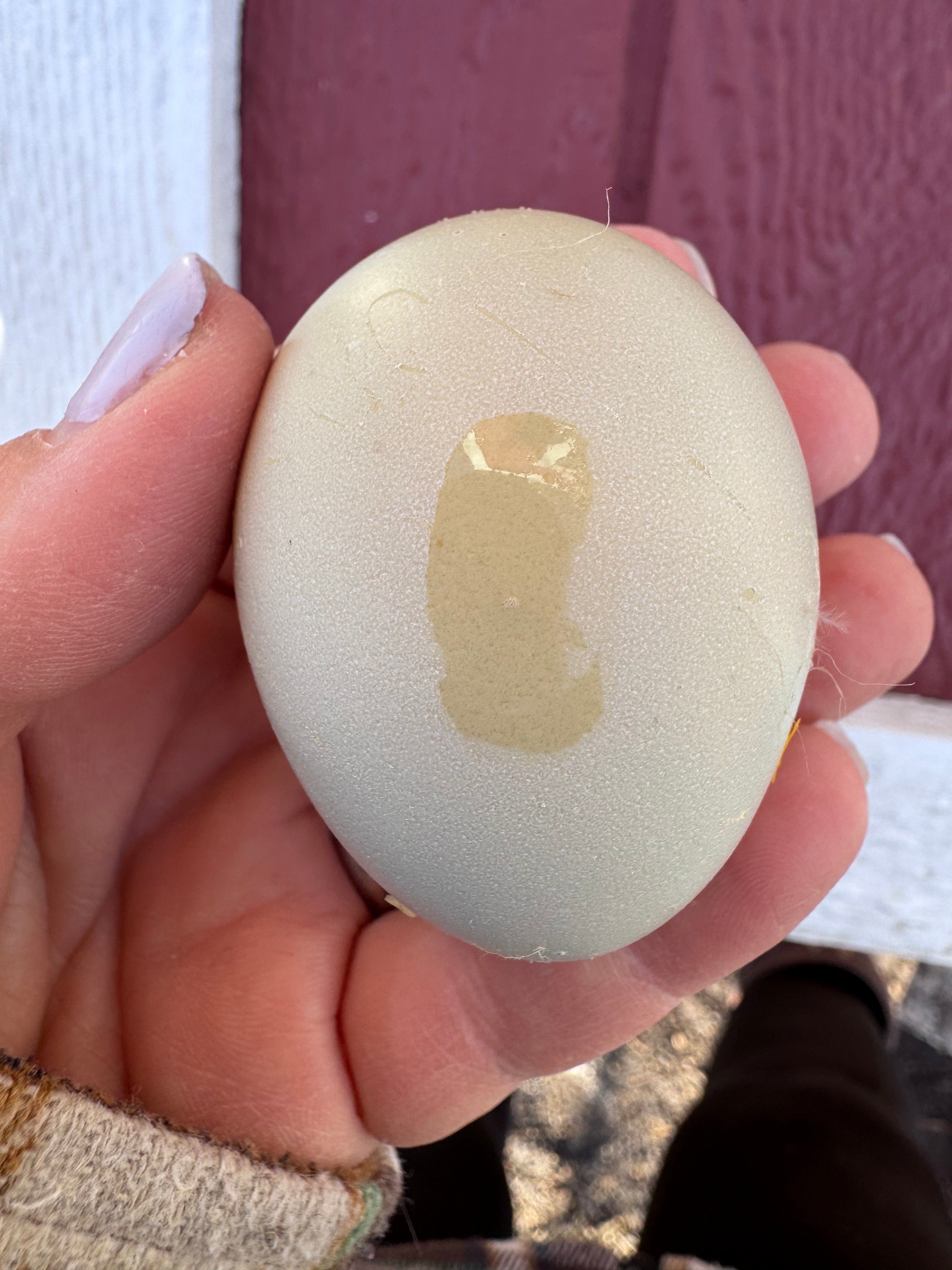 The Wheaten Olive Egger - Hatching Eggs