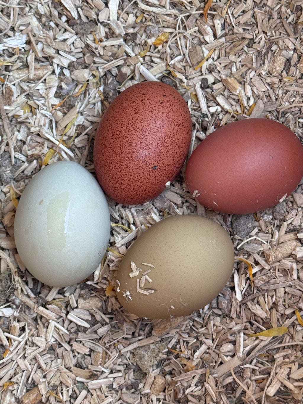 The Wheaten Olive Egger - Hatching Eggs