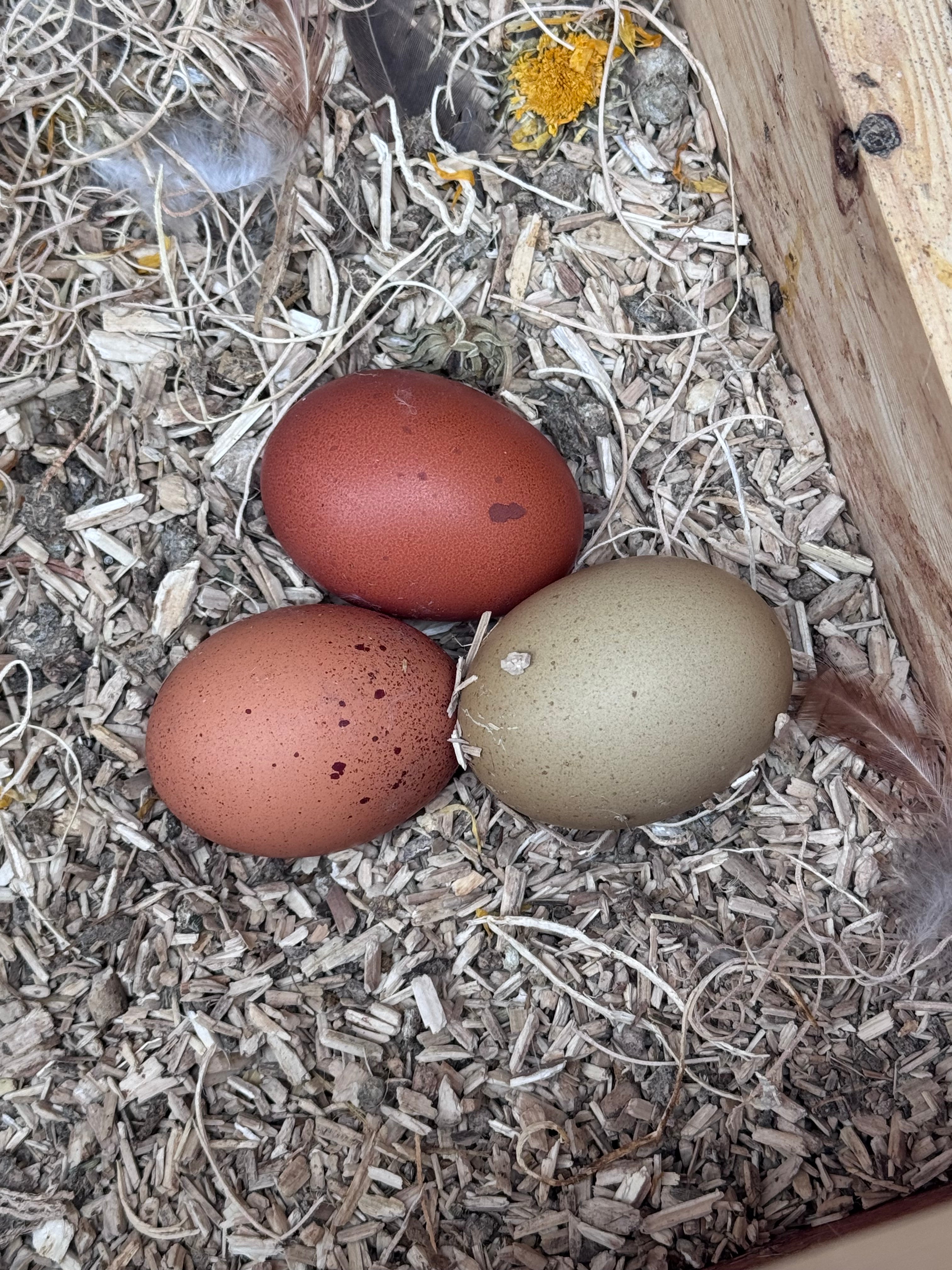 The Wheaten Olive Egger - Hatching Eggs