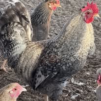 Crested Cream/Opal Legbars - Hatching Eggs