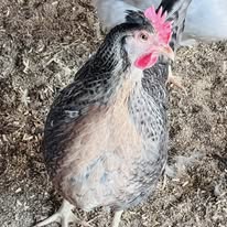 Crested Cream/Opal Legbars - Hatching Eggs