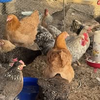 The Autosexing Olive Egger