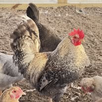 Crested Cream/Opal Legbars - Hatching Eggs