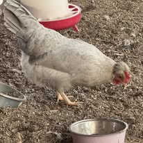 Crested Cream/Opal Legbars - Hatching Eggs