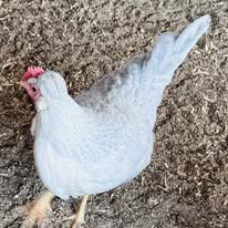Crested Cream/Opal Legbars - Hatching Eggs