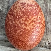 The Dreamy Dozen - create your own