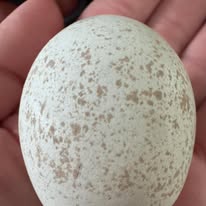 The Dreamy Dozen - create your own