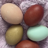 The Dreamy Dozen - create your own