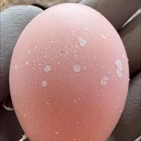 Red Mottled Pita Pinta - Hatching Eggs