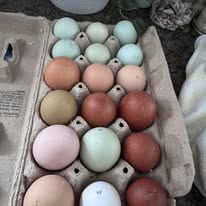 The Dreamy Dozen - create your own