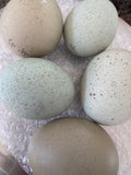 Silverudd's Blue - Hatching Eggs