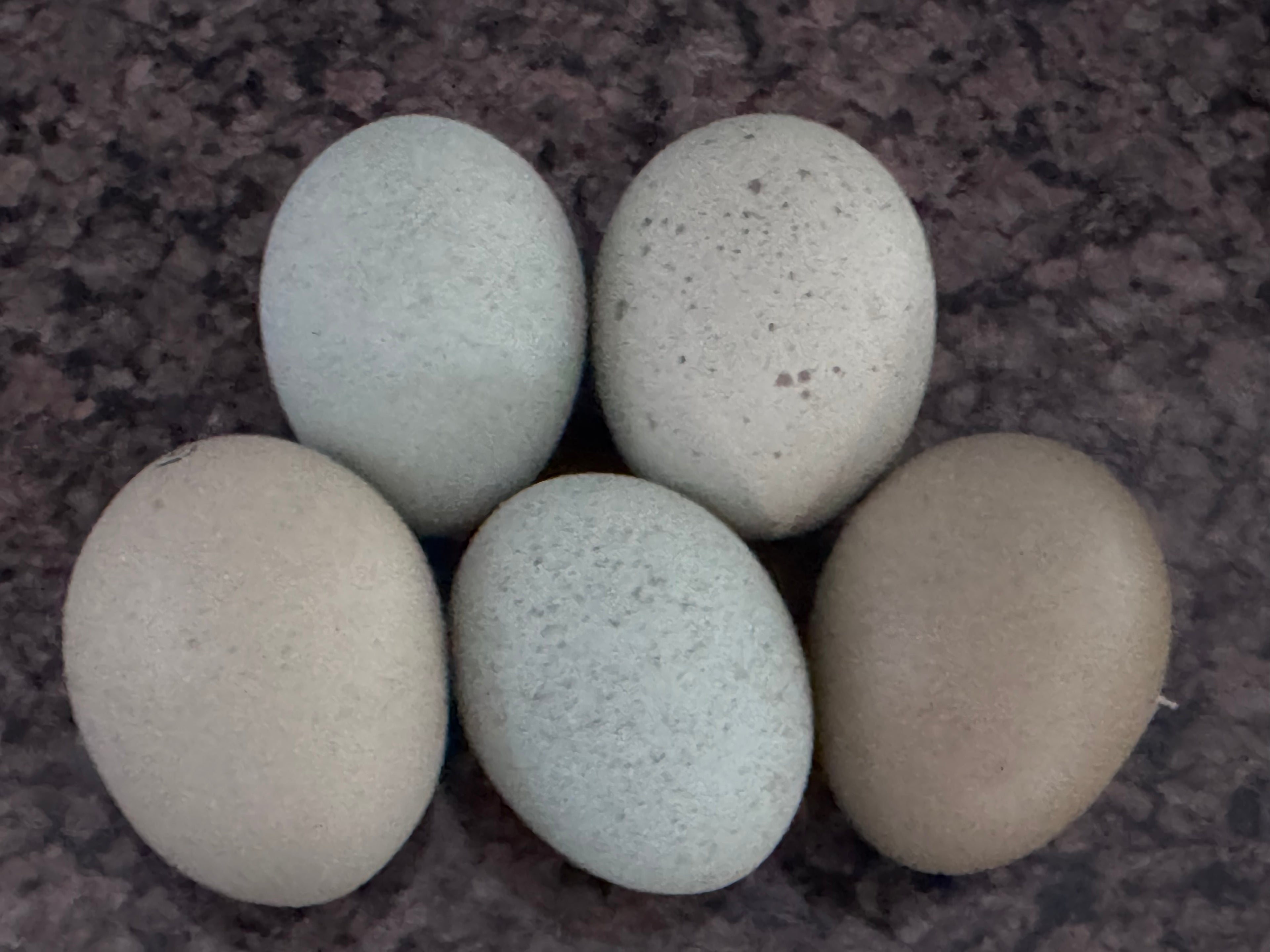 Silverudd's Blue - Hatching Eggs