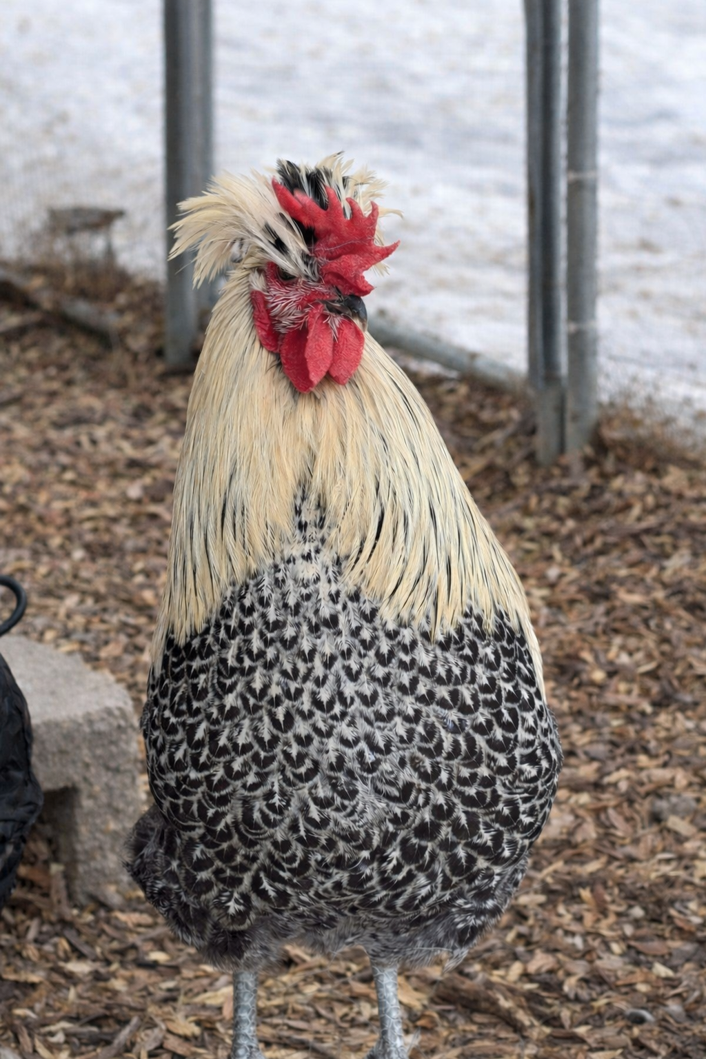 Shetland Hens - Hatching Eggs