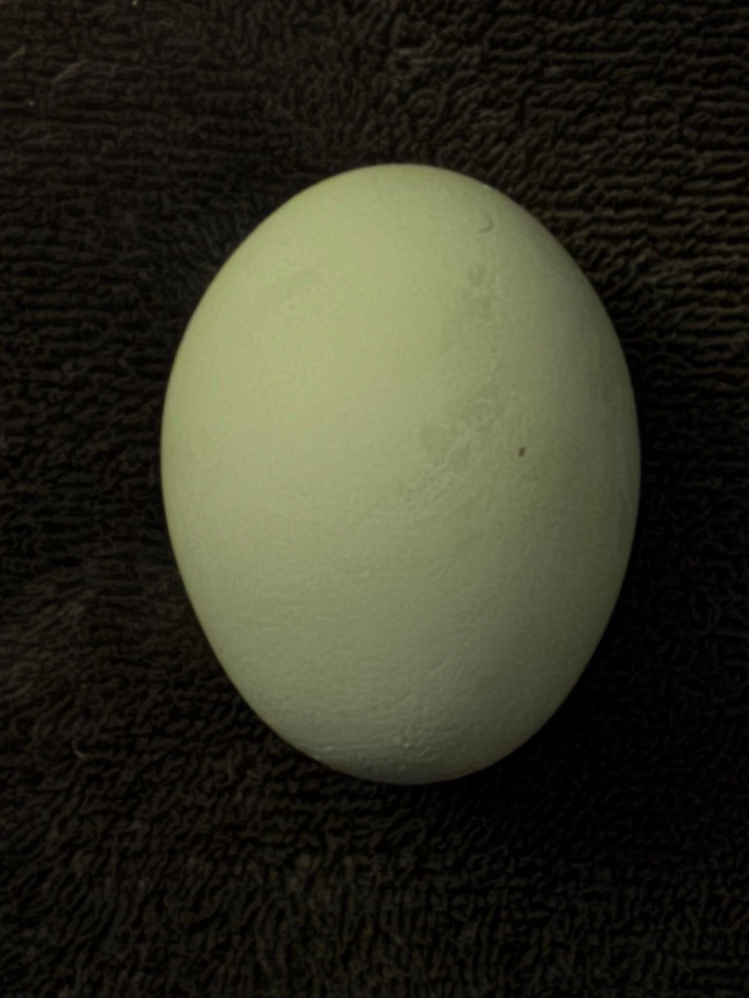 The Wheaten Olive Egger - Hatching Eggs