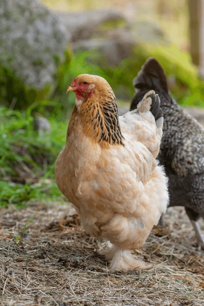 The Wheaten Olive Egger - Hatching Eggs