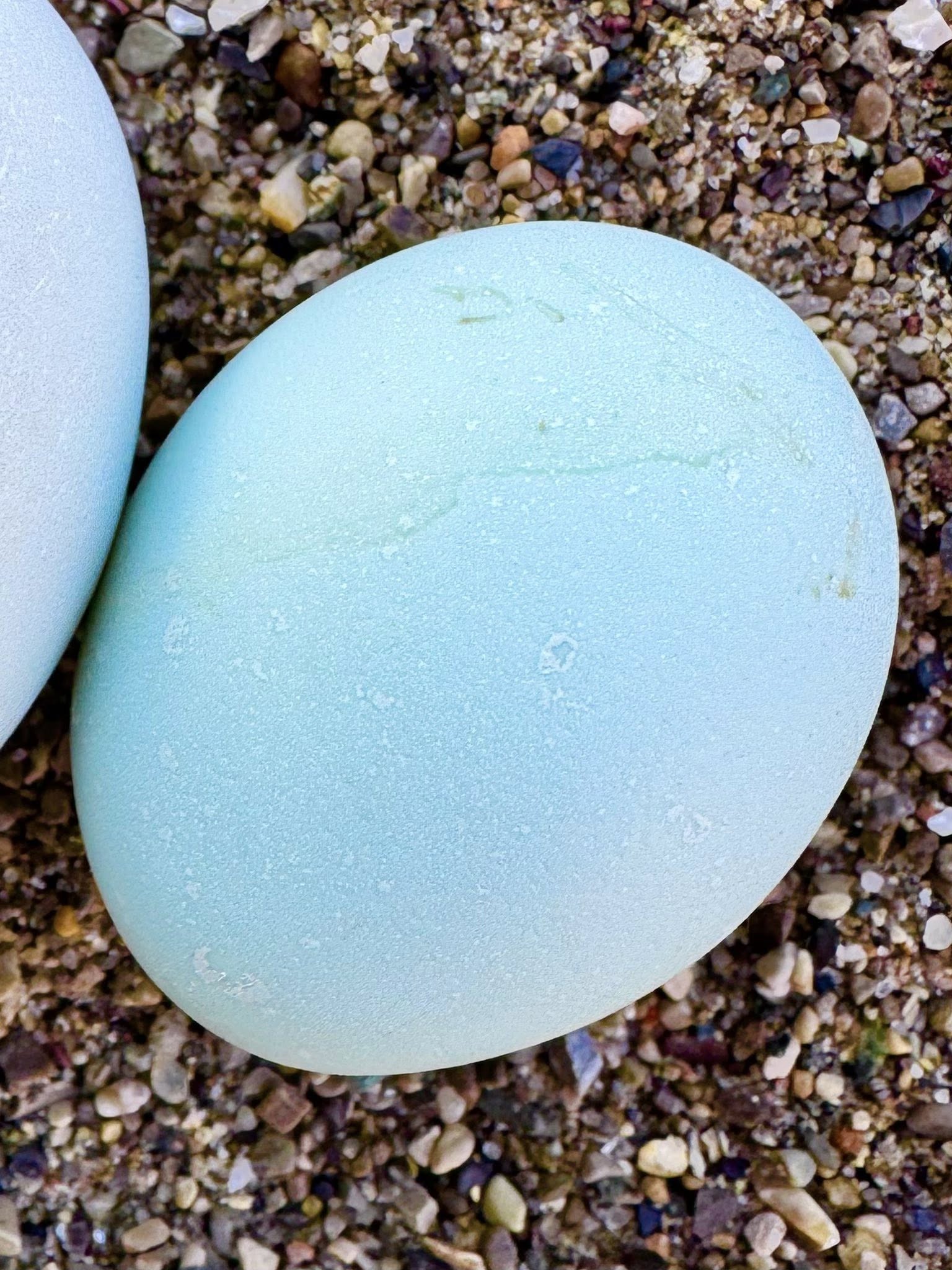 Crested Cream/Opal Legbars - Hatching Eggs
