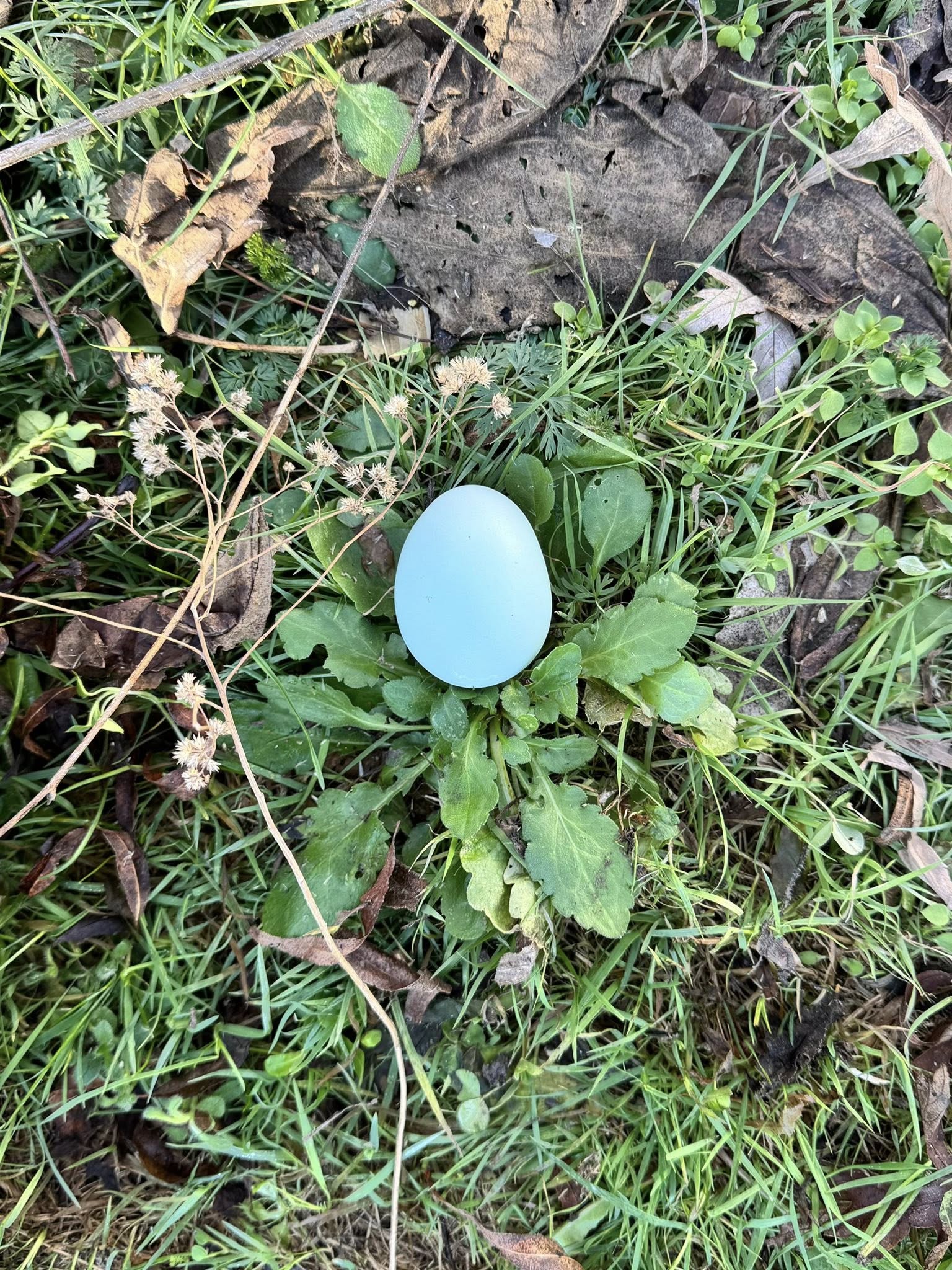 Crested Cream/Opal Legbars - Hatching Eggs