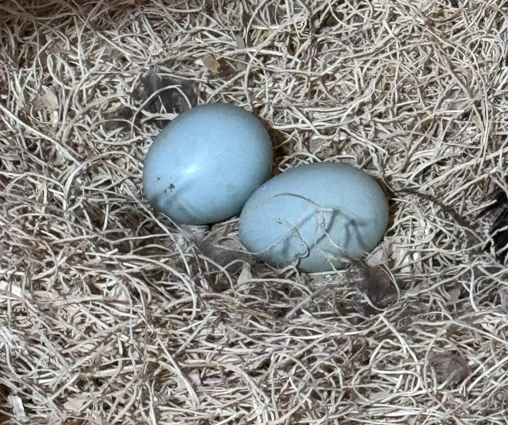 Crested Cream/Opal Legbars - Hatching Eggs