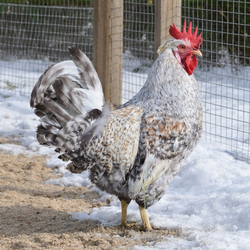 Crested Cream/Opal Legbars - Hatching Eggs