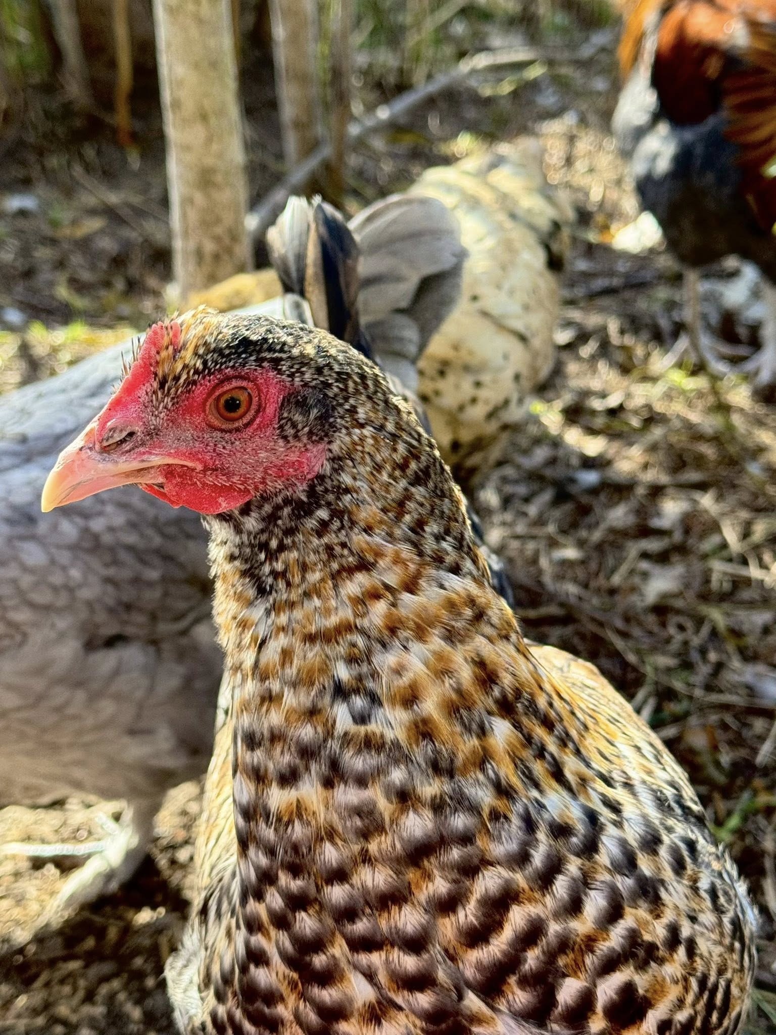 The Autosexing Olive Egger