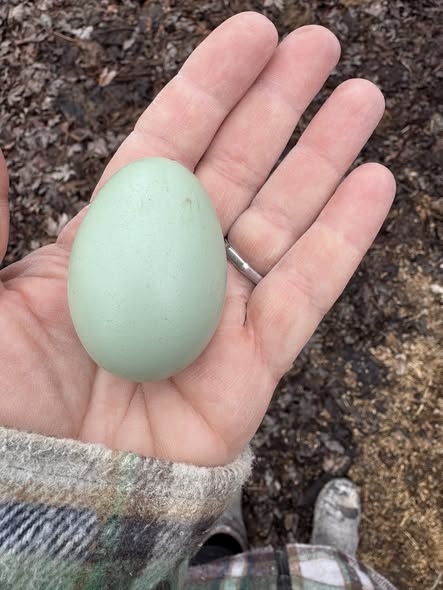 Ermine Ameraucana - Hatching Eggs