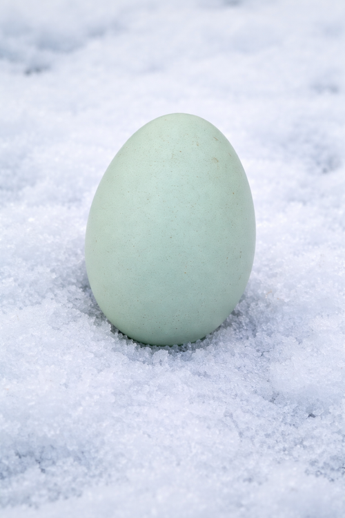 Ermine Ameraucana - Hatching Eggs