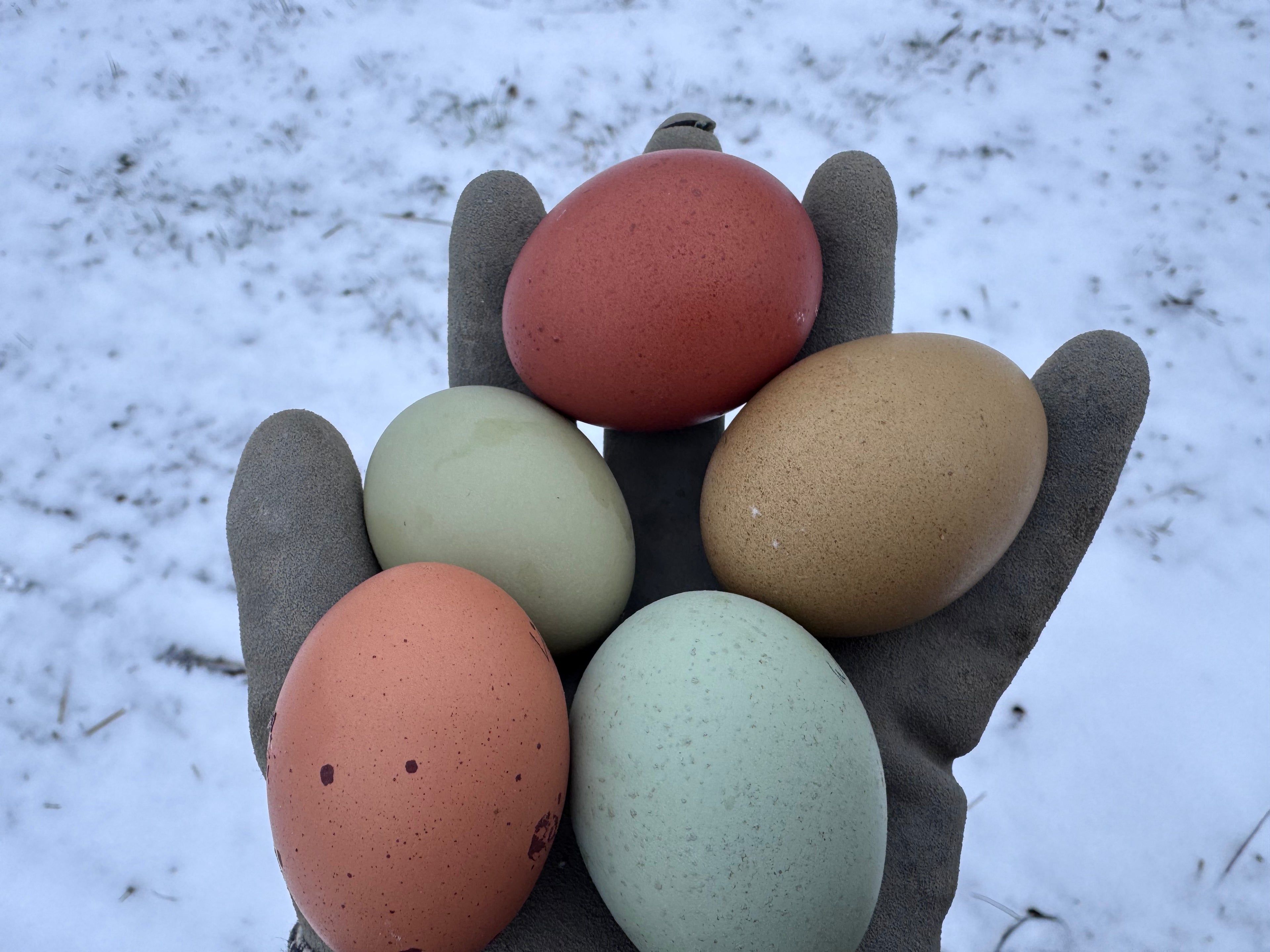 The Hoosier Harvest Dozen - Hatching Eggs