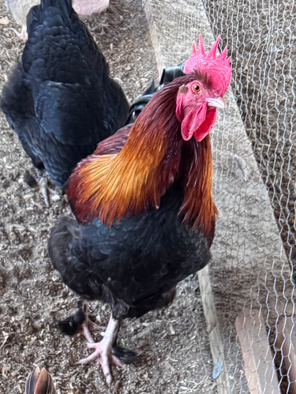Wheaten Marans - Hatching Eggs