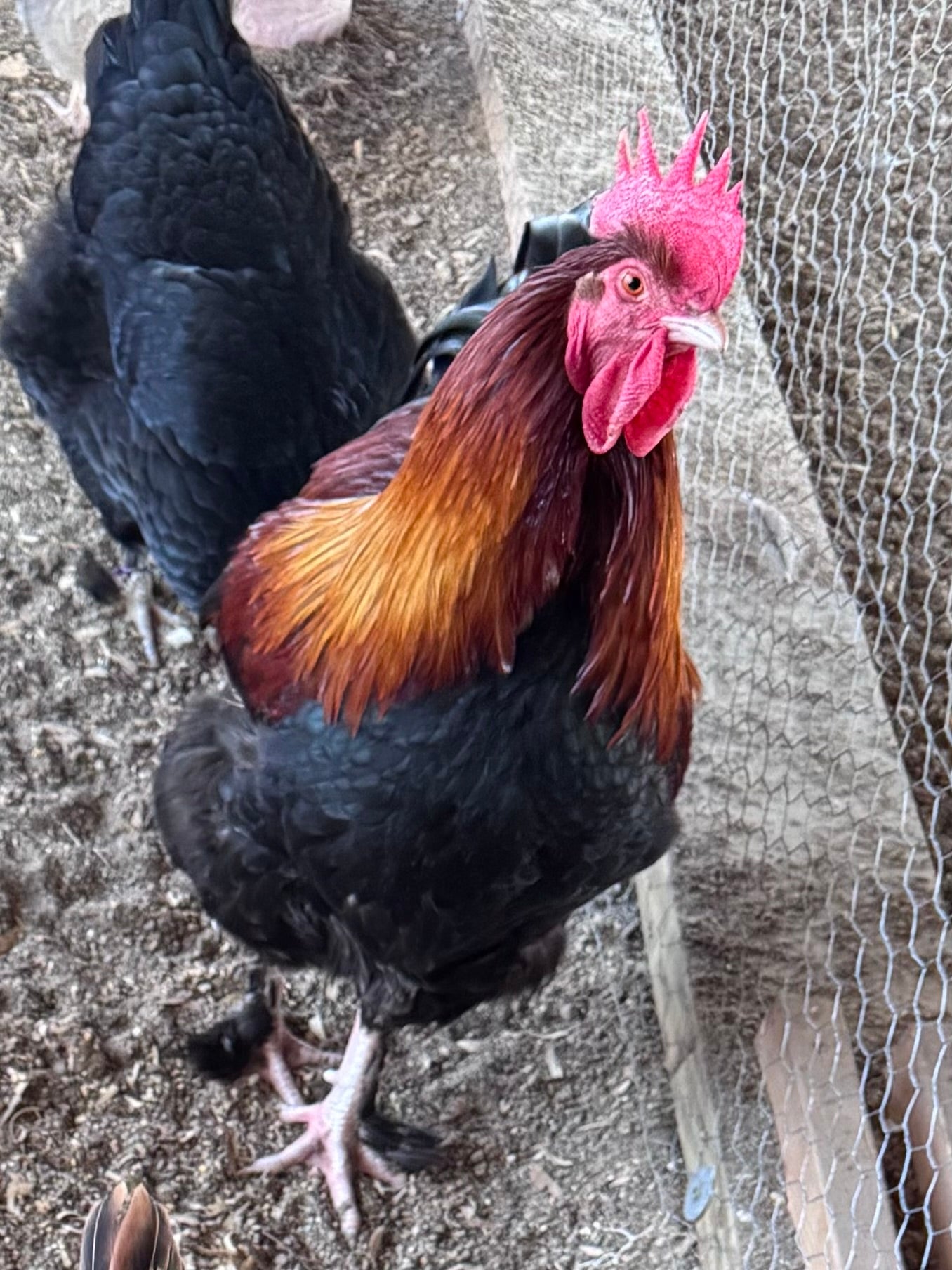 Wheaten Marans - Hatching Eggs