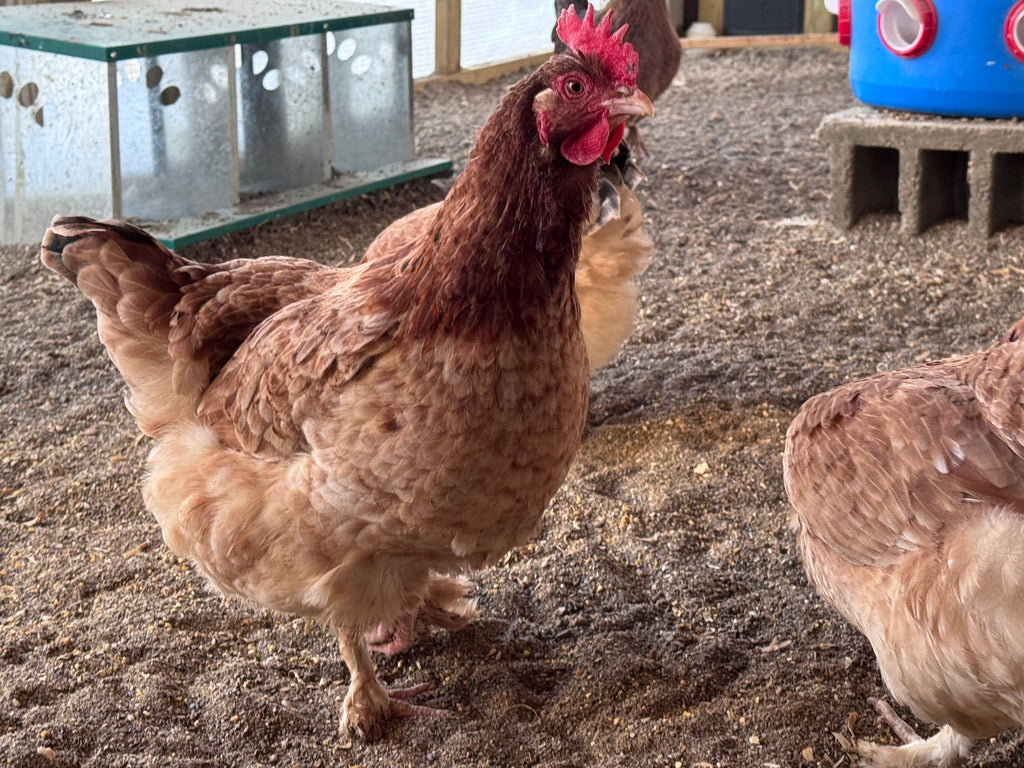 Wheaten Marans - Hatching Eggs