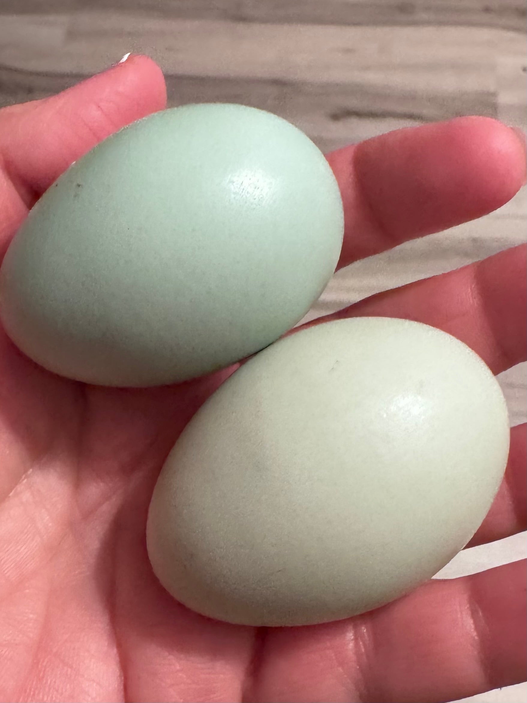 Shetland Hens - Hatching Eggs