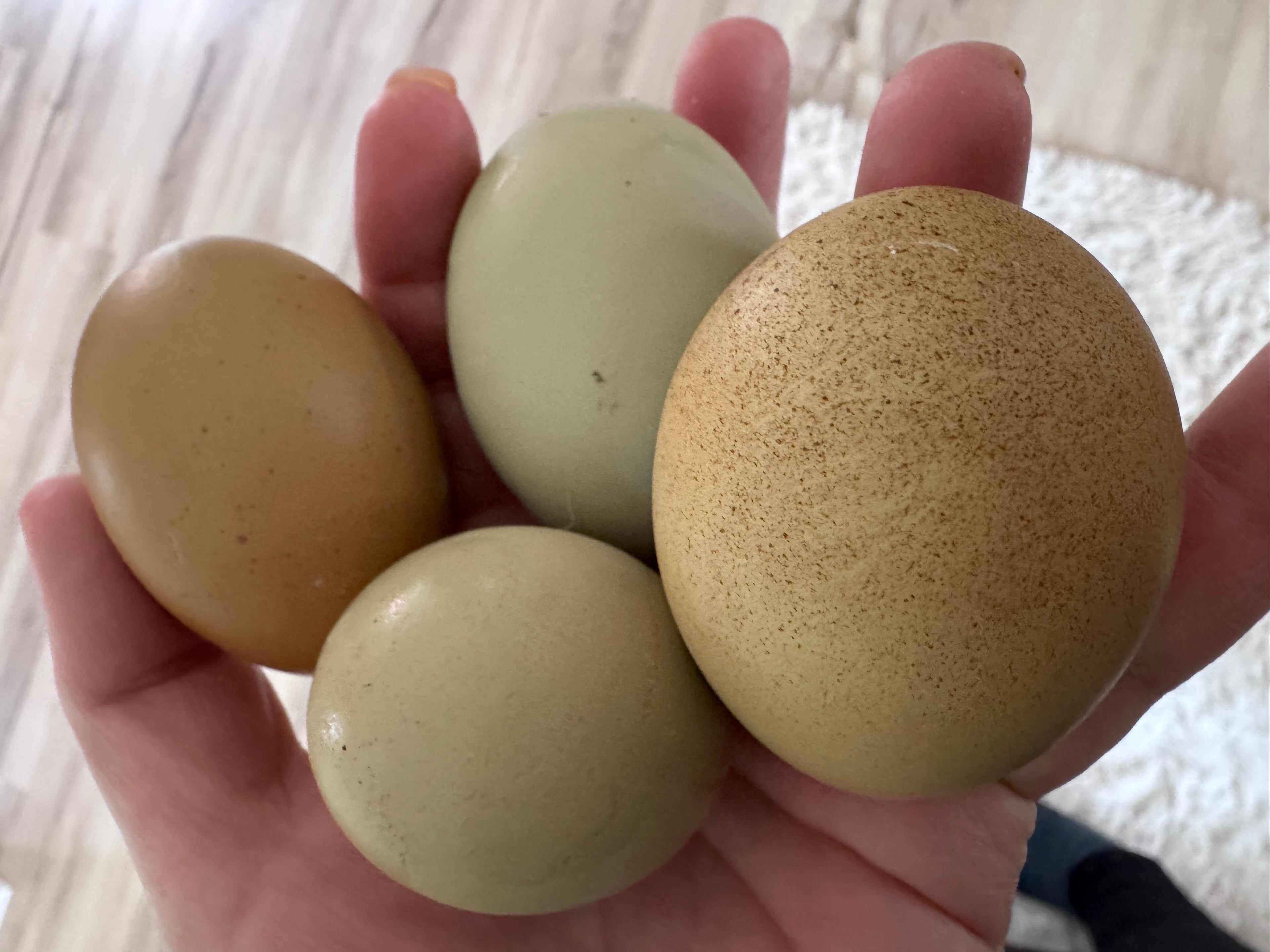 The Hoosier Harvest Dozen - Hatching Eggs