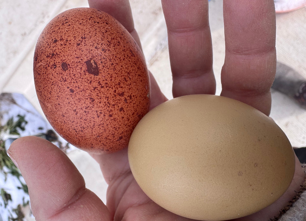 The Hoosier Harvest Dozen - Hatching Eggs