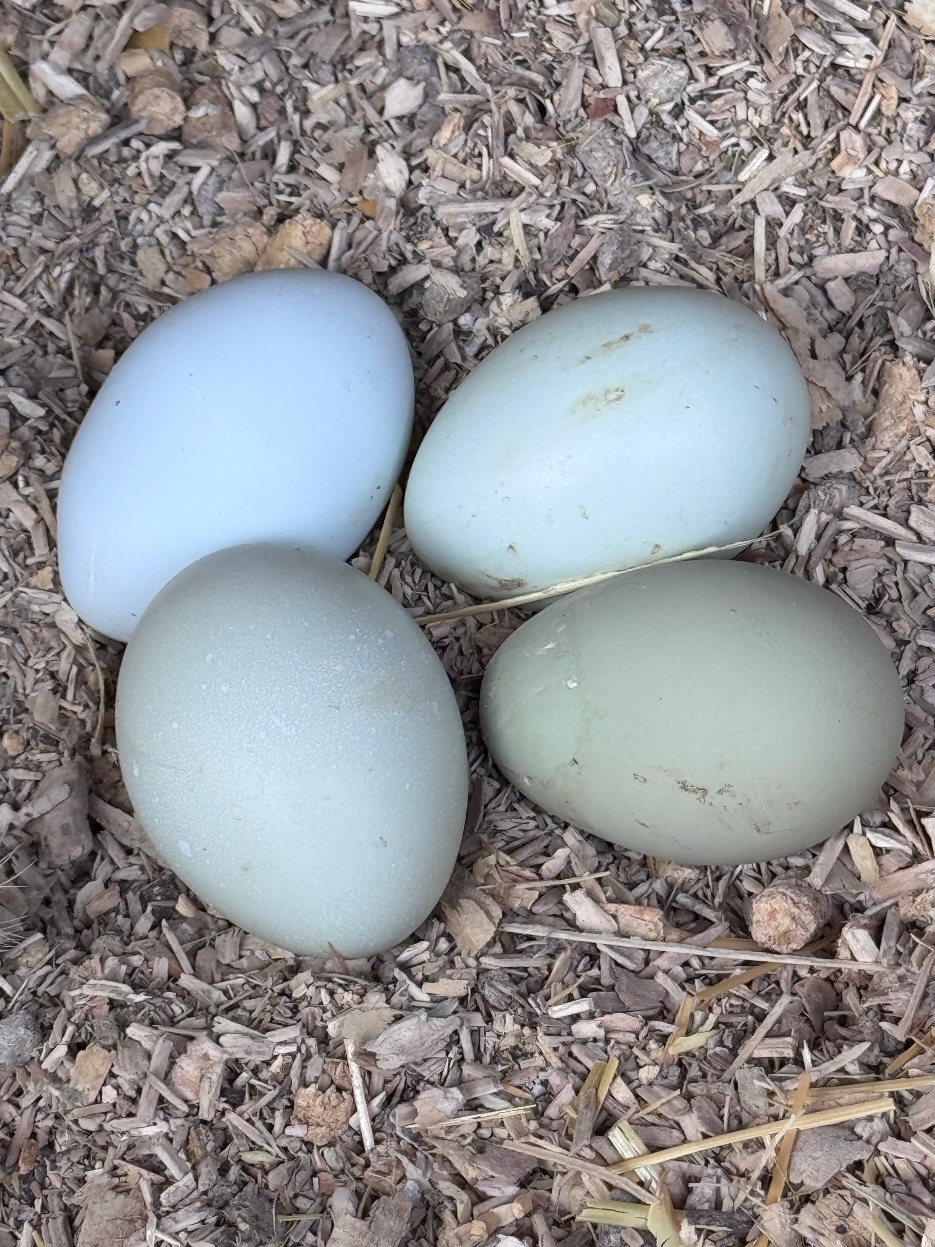 Shetland Hens - Hatching Eggs