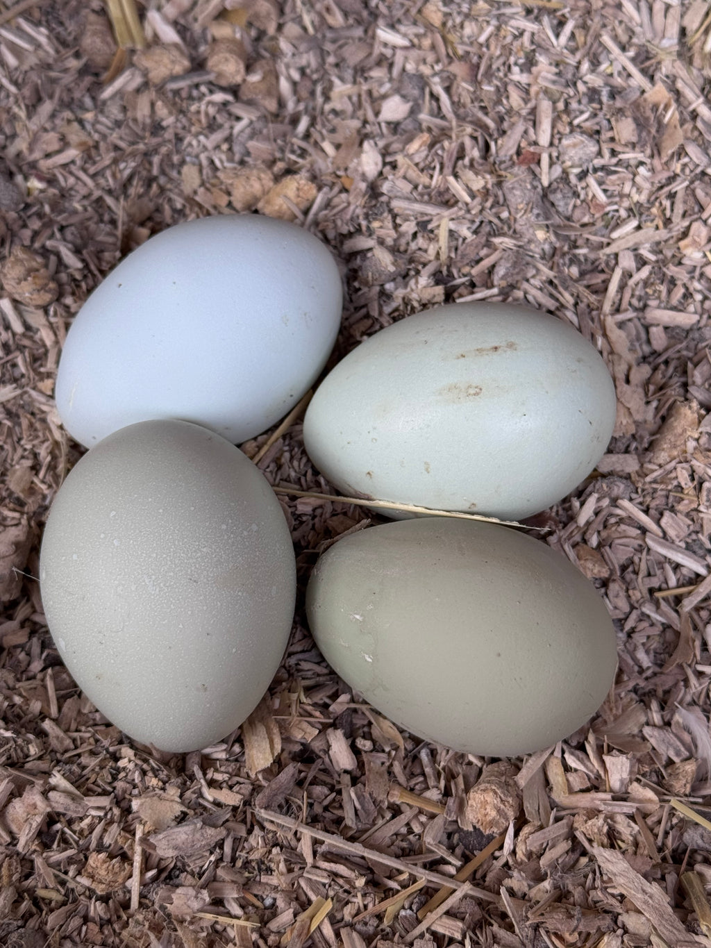 Shetland Hens - Hatching Eggs