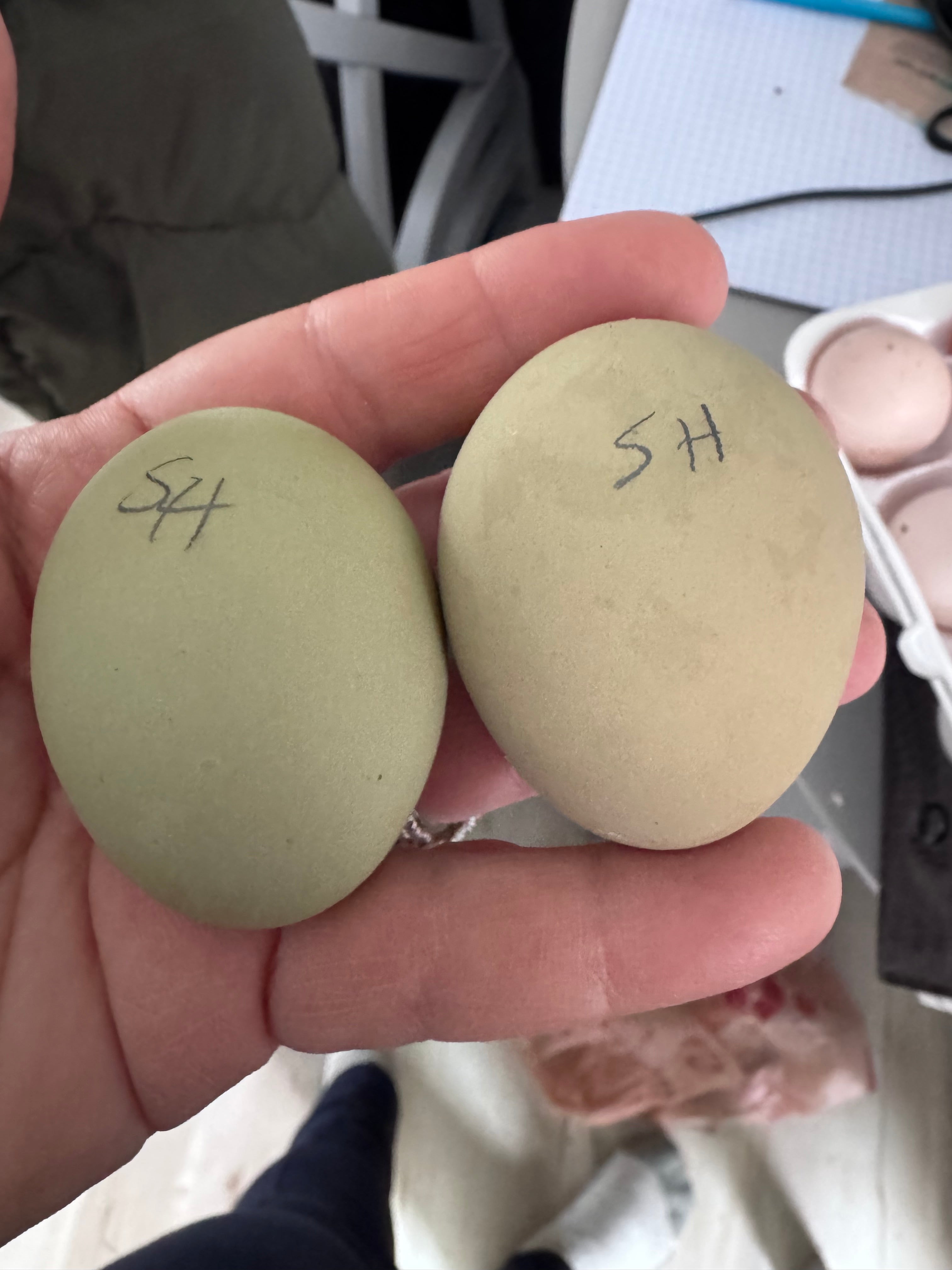 Shetland Hens - Hatching Eggs