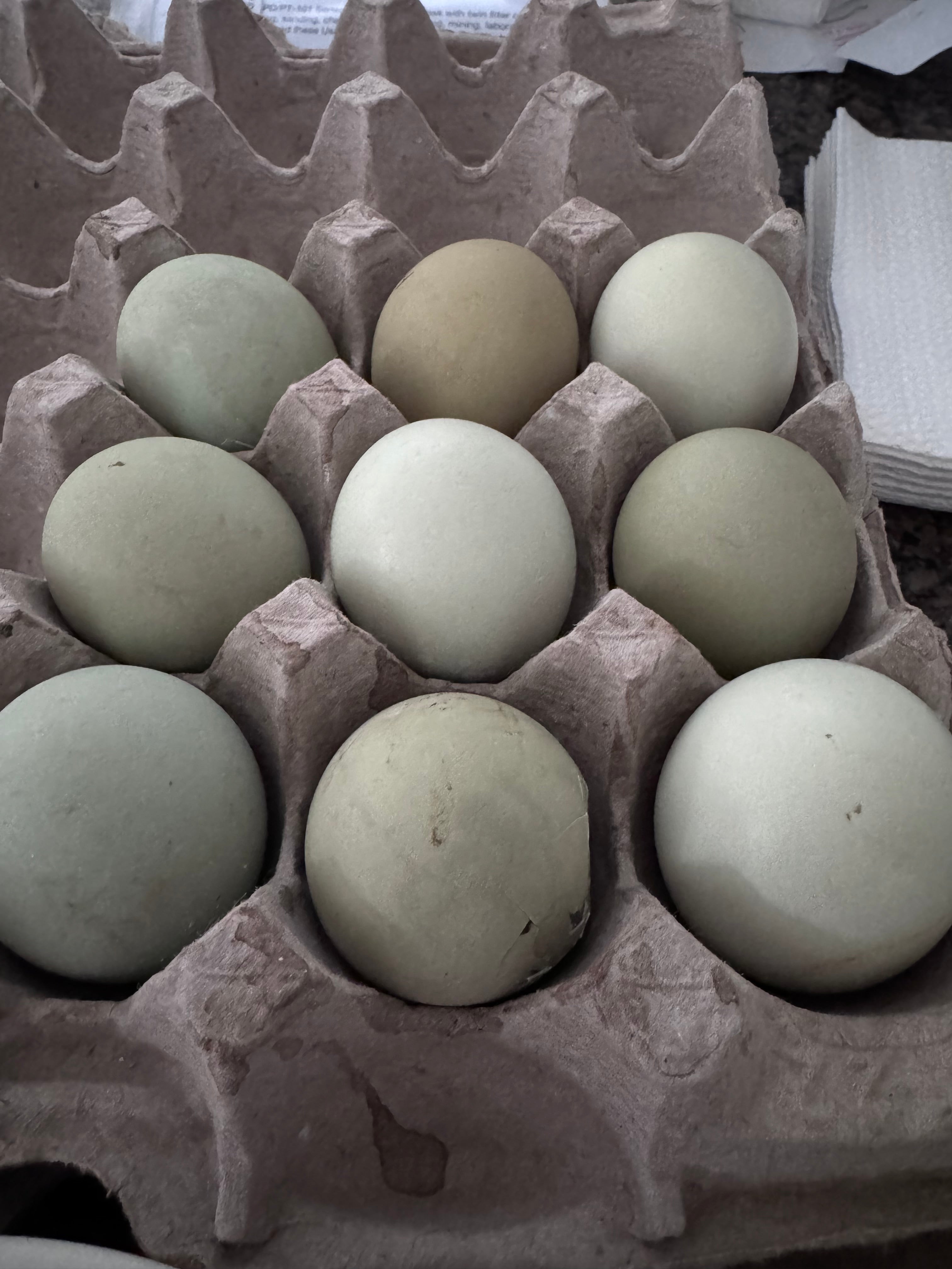 Shetland Hens - Hatching Eggs