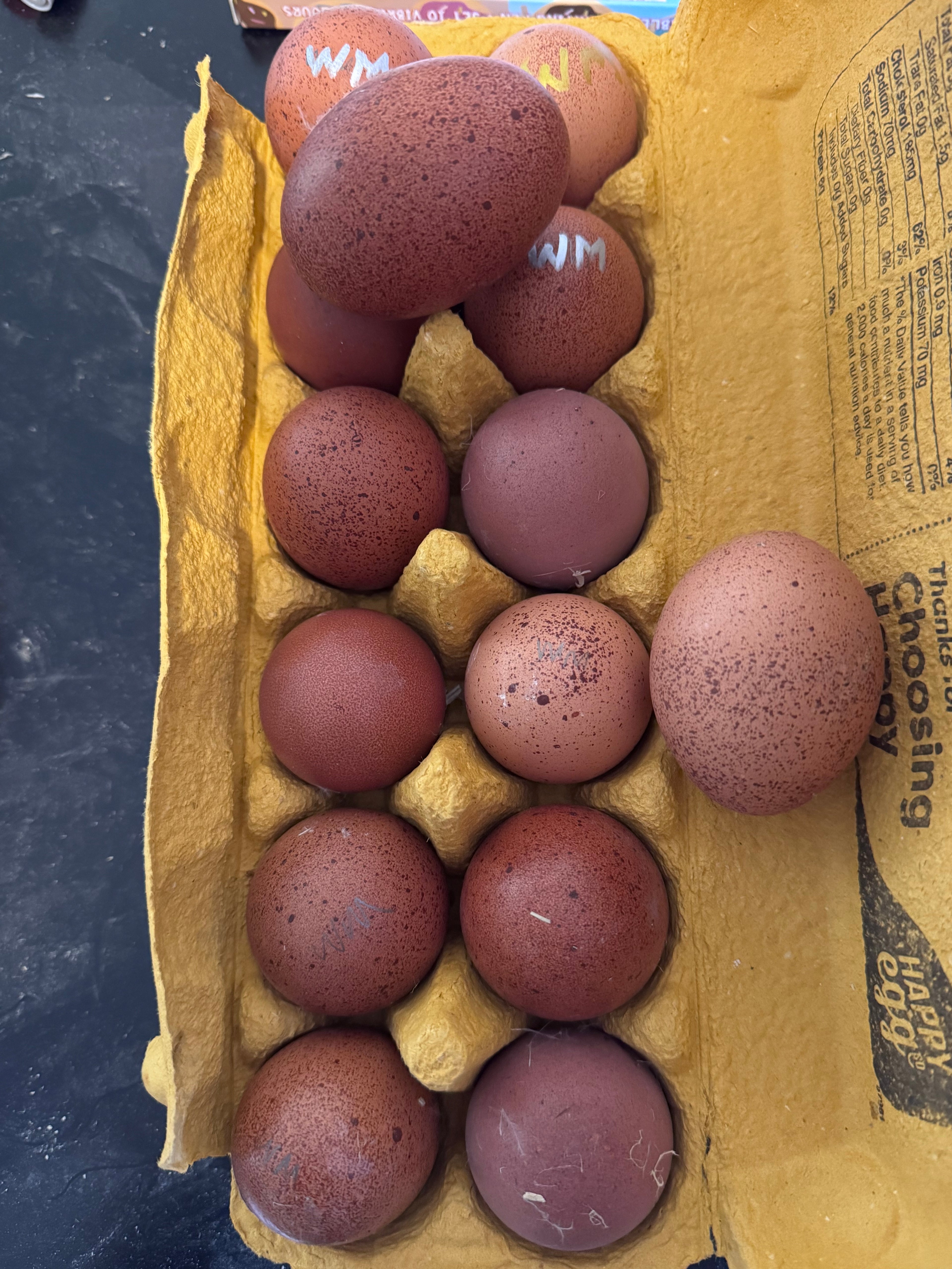 Wheaten Marans - Hatching Eggs