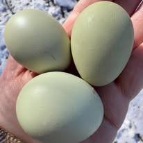 The Autosexing Olive Egger