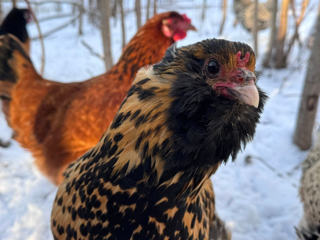 Dutch Owlbeard - Hatching Eggs