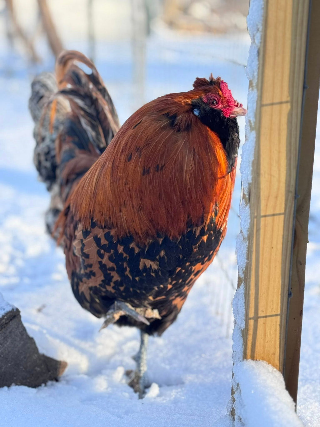 Dutch Owlbeard - Hatching Eggs