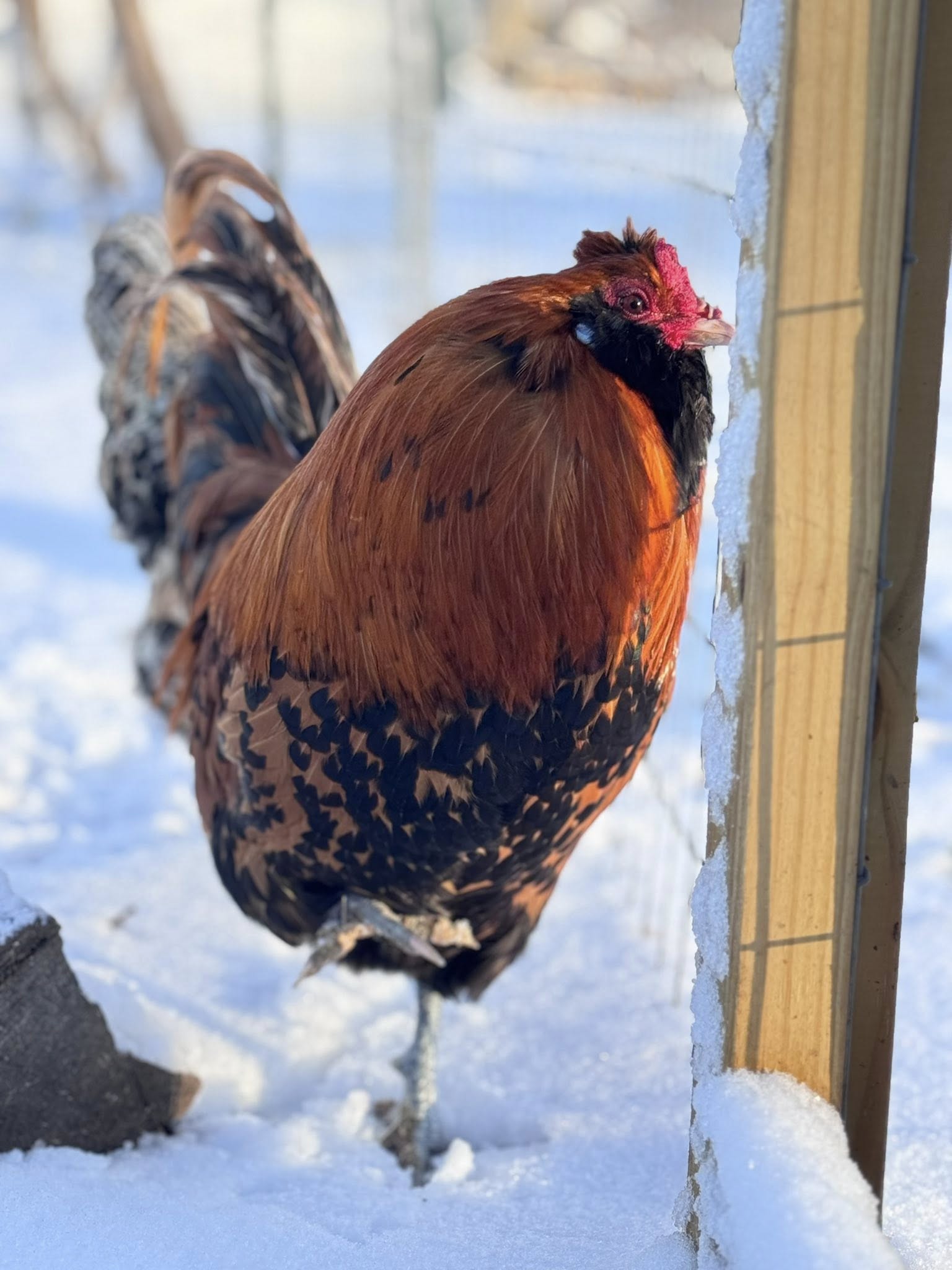 Dutch Owlbeard - Hatching Eggs