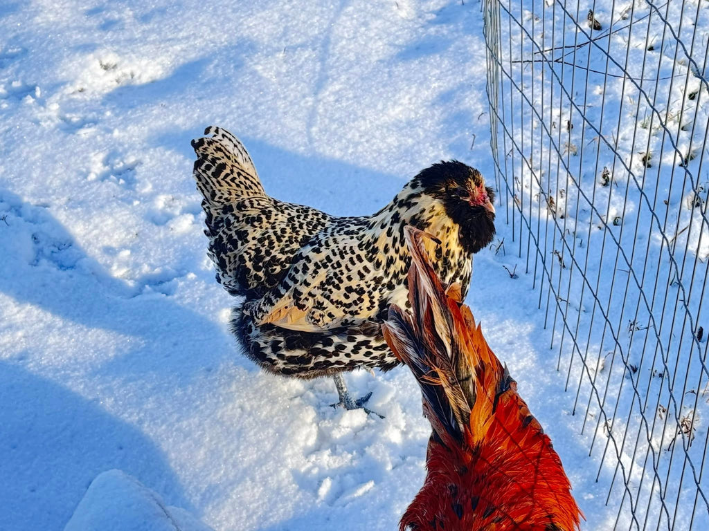 Dutch Owlbeard - Hatching Eggs