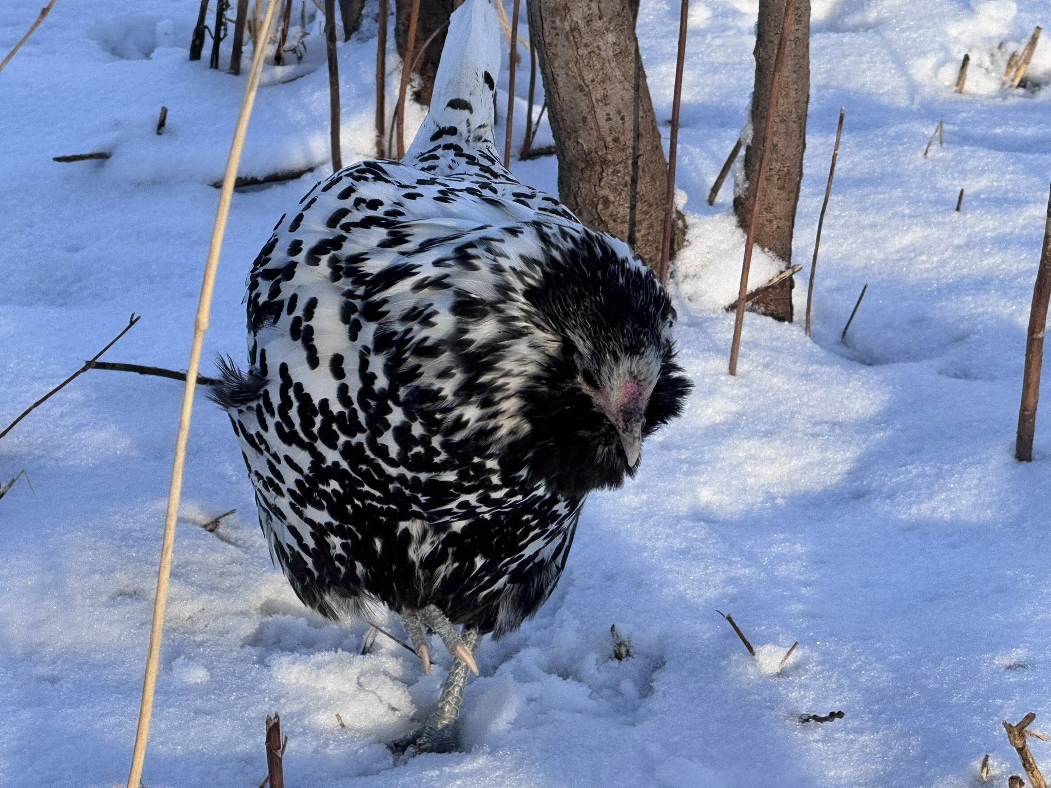 Dutch Owlbeard - Hatching Eggs