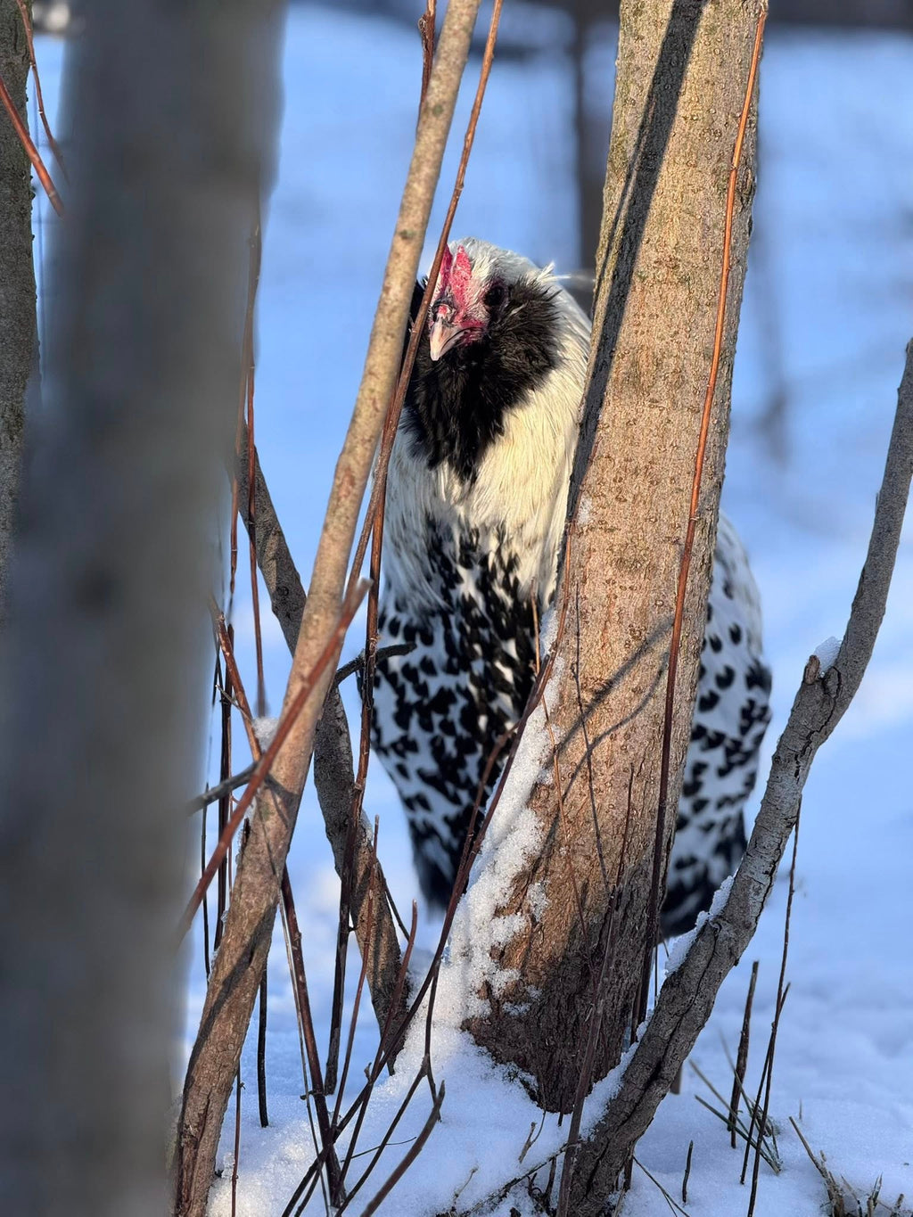 Dutch Owlbeard - Hatching Eggs