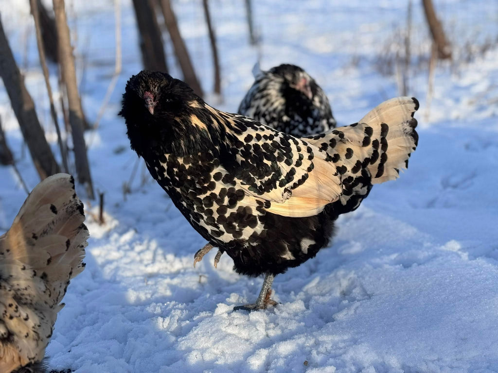 Dutch Owlbeard - Hatching Eggs