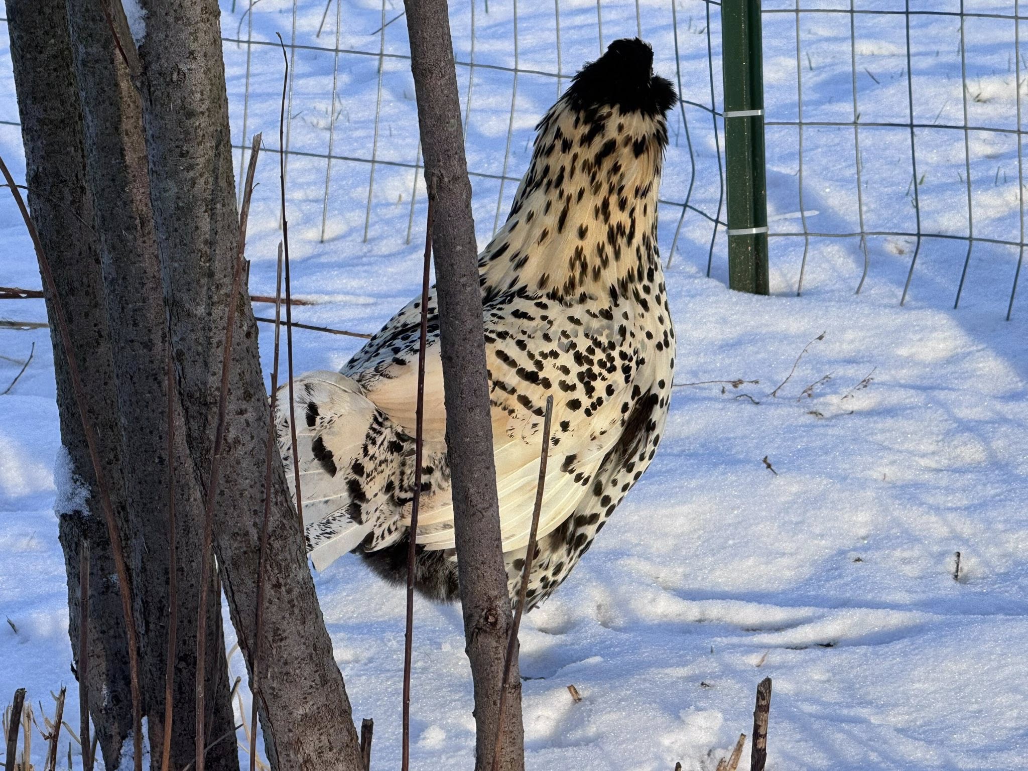 Dutch Owlbeard - Hatching Eggs