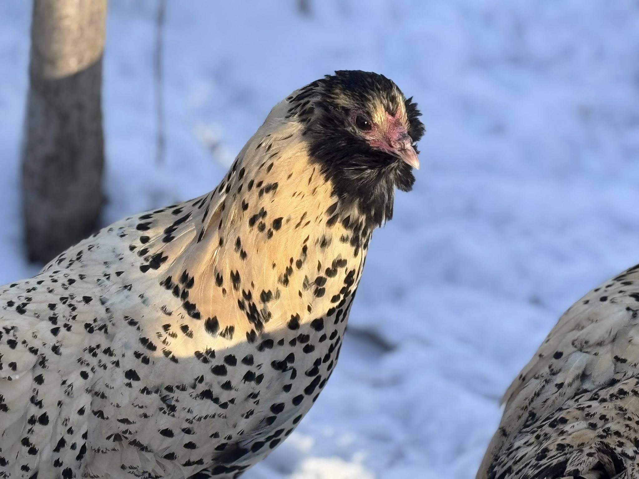 Dutch Owlbeard - Hatching Eggs
