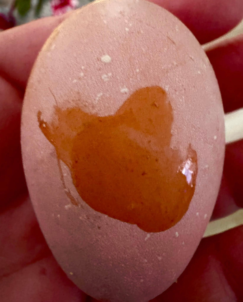 Red Mottled Pita Pinta - Hatching Eggs