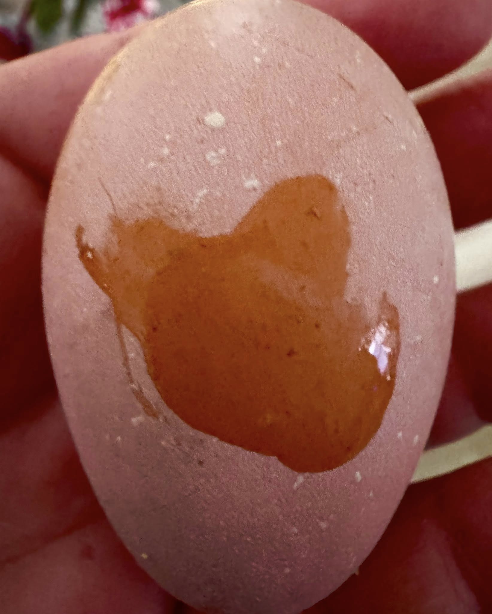 Red Mottled Pita Pinta - Hatching Eggs